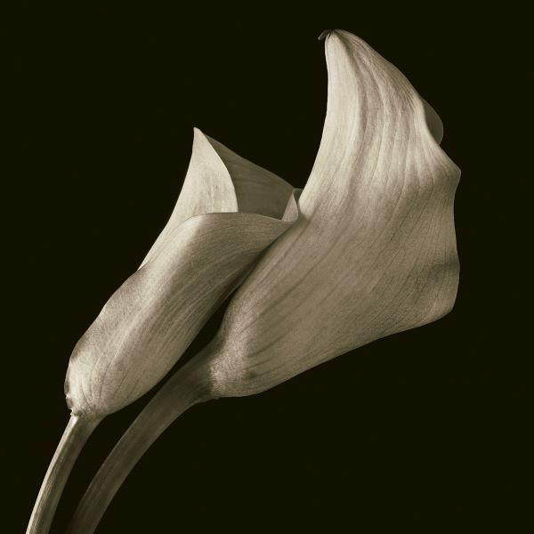 Calla Lilies