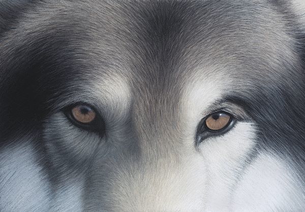 Eyes of the Hunter: Gray Wolf