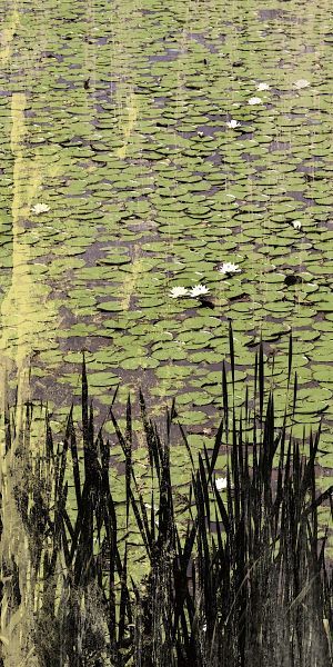 Lily Pond I