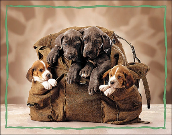 Puppies In Backpack