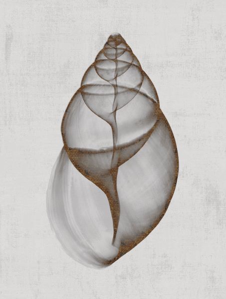 Achatina Shell