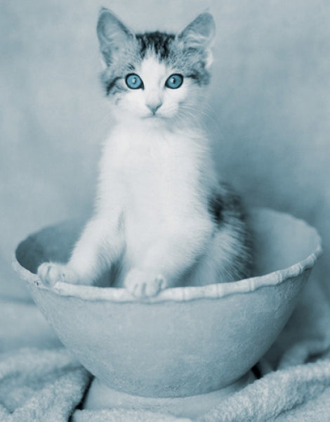 Kitten Sitting In Bowl