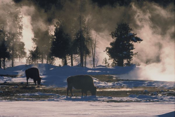 American Bison, Wyoming