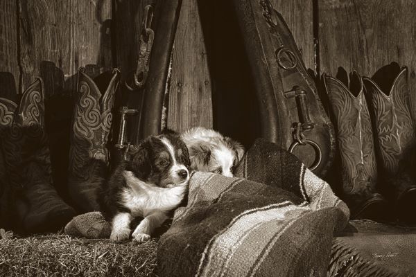 Barn Buddies