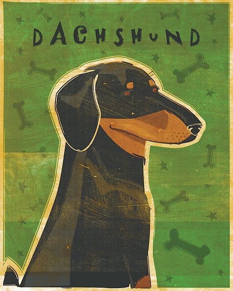 Dachshund (black and tan)