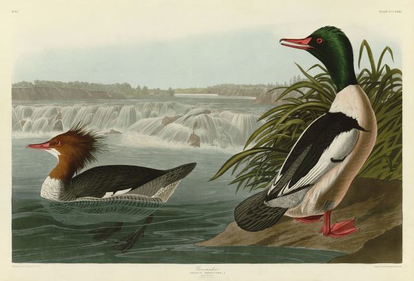 Goosander