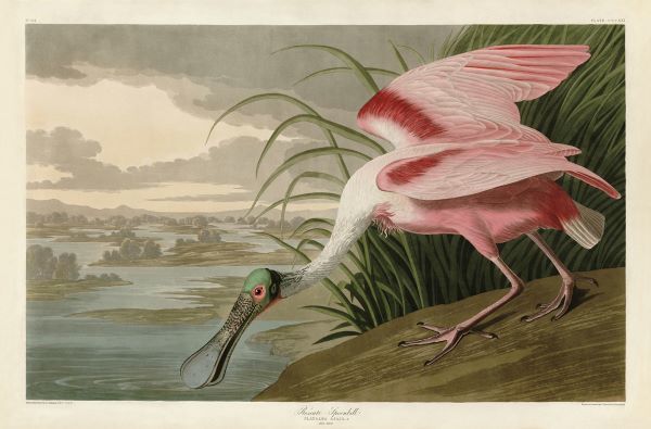 Roseate Spoonbill