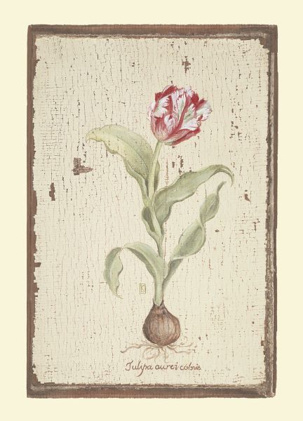 Tulipa Aureicoloris