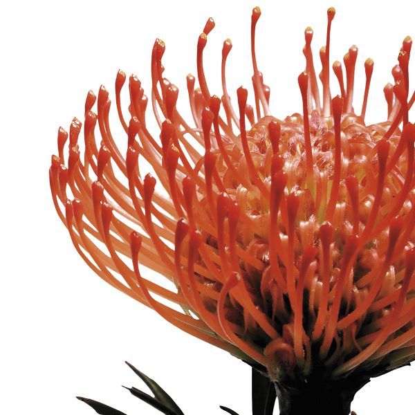 Orange Protea 1 (detail)