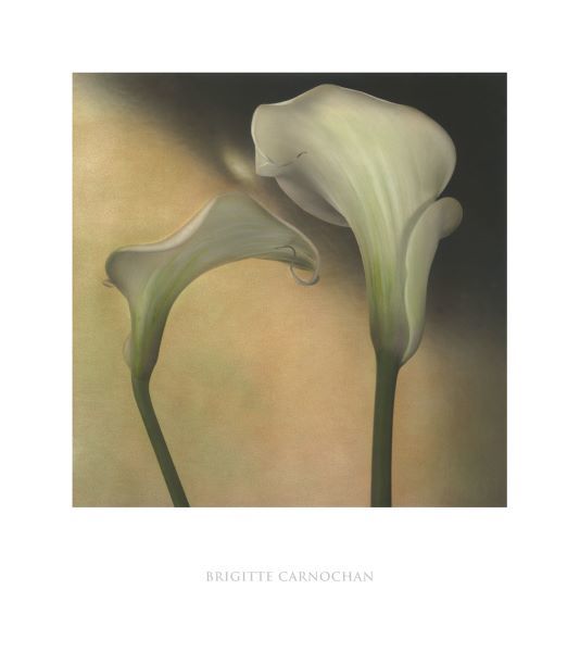 Calla Lily III