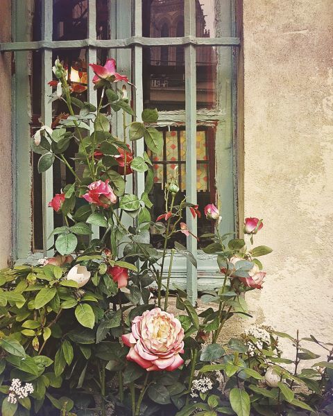 Paris Roses