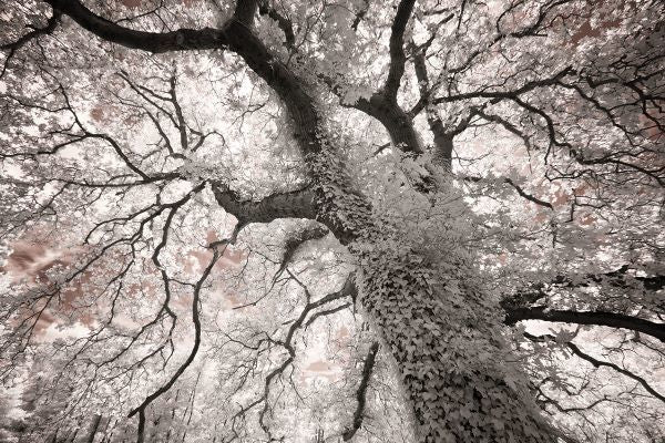 Glowing Tree