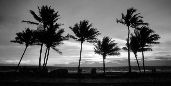 Sunrise Palms