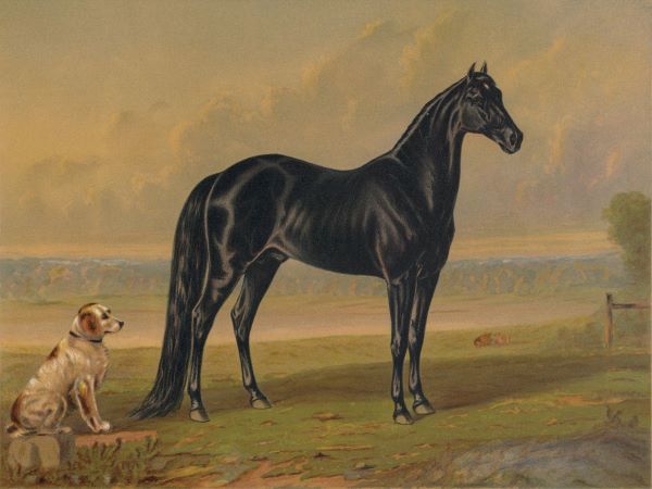 America's Renowned Stallions, c. 1876 I