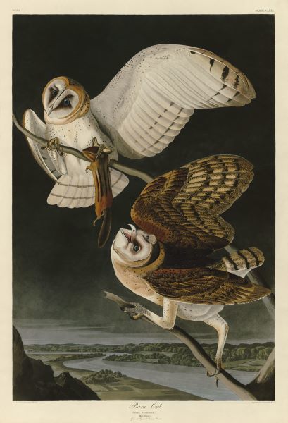 Barn Owl