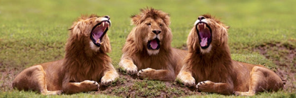 Lions Yawning
