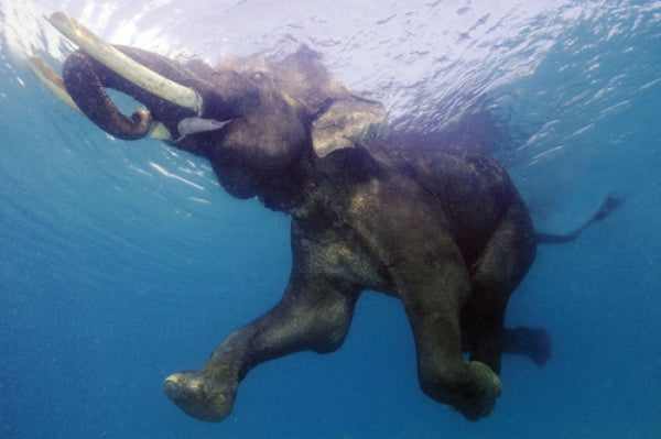 Elephant Underwater