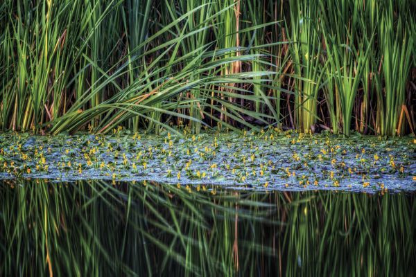 Splitting Reeds