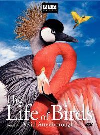 The Life of Birds (TV)