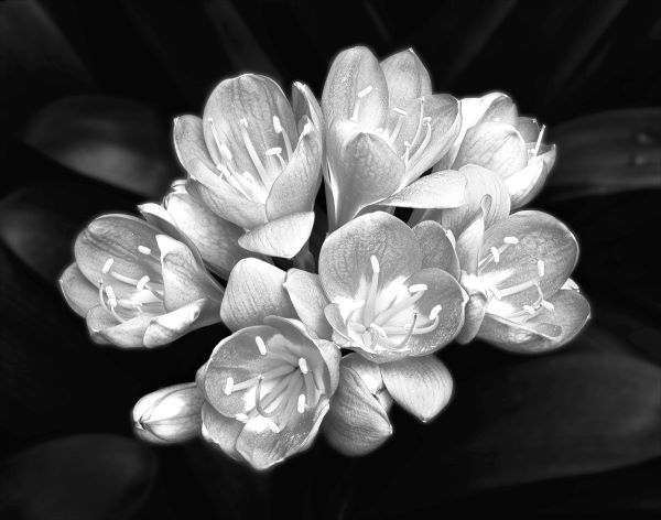 Camellia Bloom