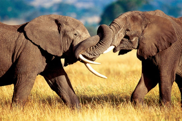 African Elephants Sparring