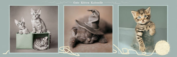 Cute Kitten - Kaboodle