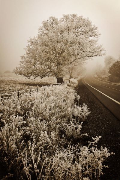 Frosted Oak & Road