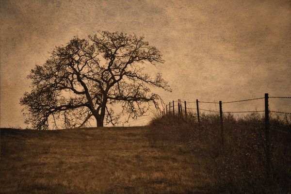 Tree and Fence II