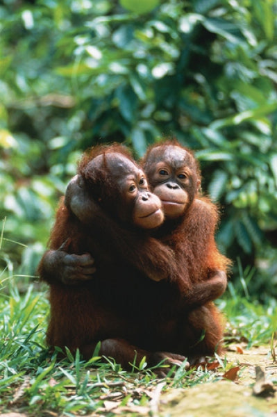 Orangutans