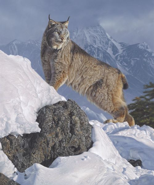 Austere Ascent (Lynx)