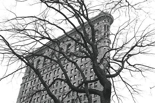 Flatiron with Tree (b/w)