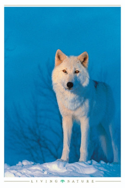 Montana Wolf