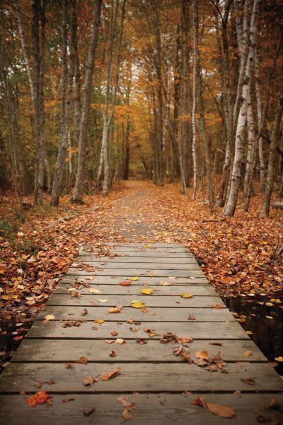 Woodland Path