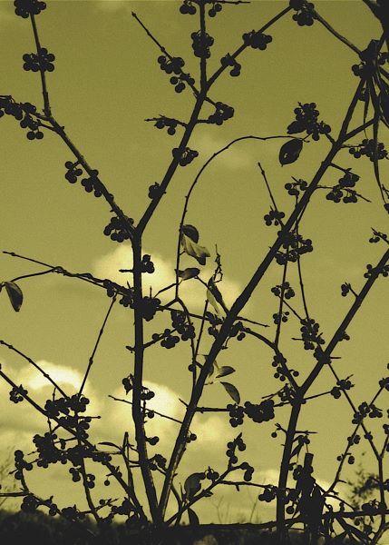 Autumn Branch (sepia)