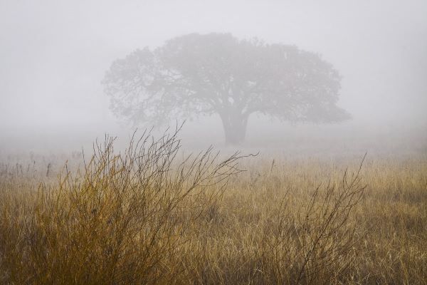 Tree in Fog