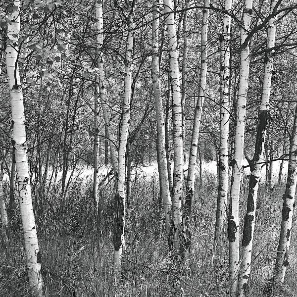 Birch Forest