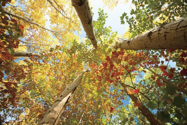 Forest Canopy