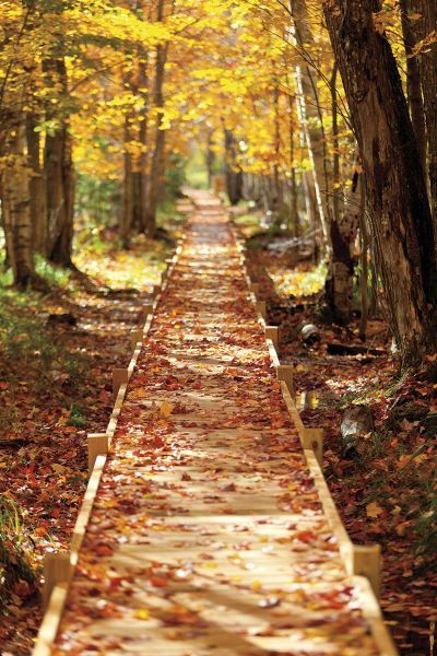 Boardwalk