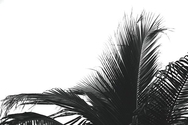 Palms 2