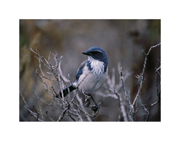 Scrub Jay