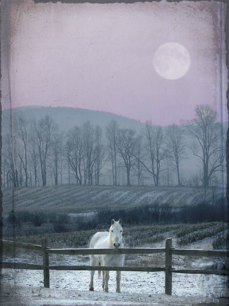 Prissy On Snowy Night