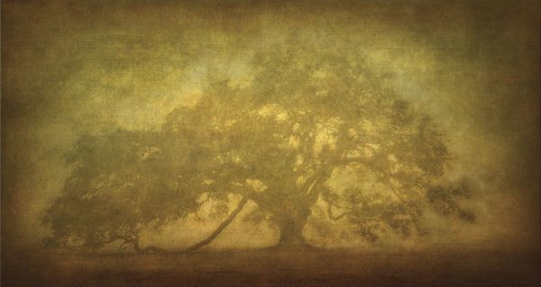 St. Joe Plantation Oak in Fog 3