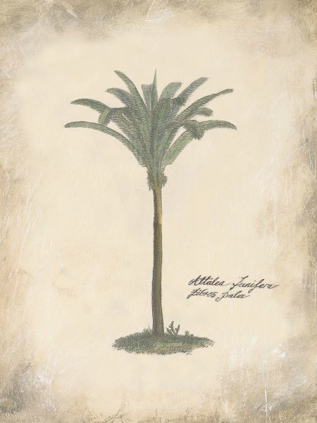 Fibres Palm