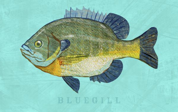 Bluegill