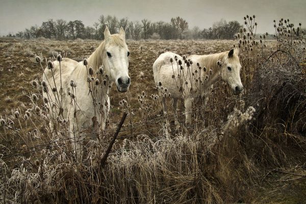 White Horses