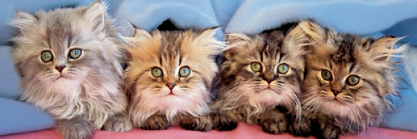 Cats Under Blanket