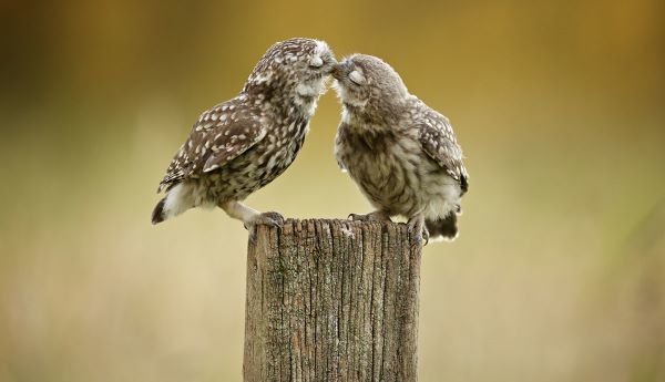 Another Little Peck