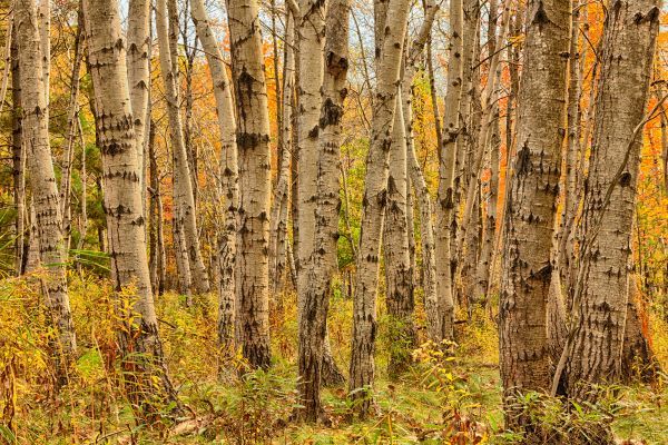 Birch Trees, Acadia