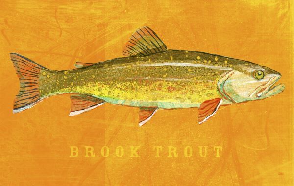 Brook Trout
