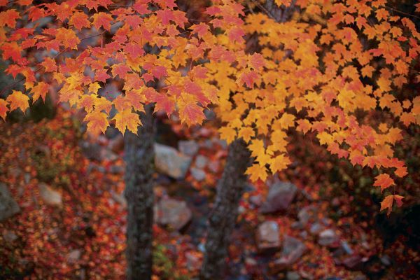 Suspended Maple Leaves